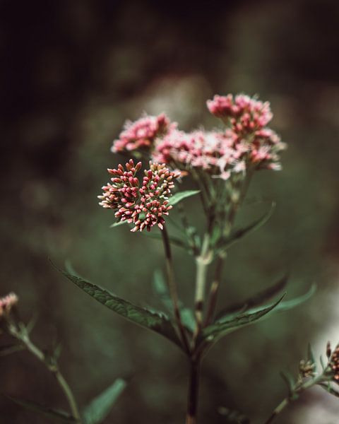 Rötliche Blumen Nahaufnahme von domiphotography