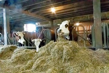Koeien in oude koeienstal van Truckpowerr