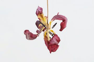 Dried Tulip van Hans Kool
