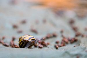 Snail at evening sun von Milou Oomens