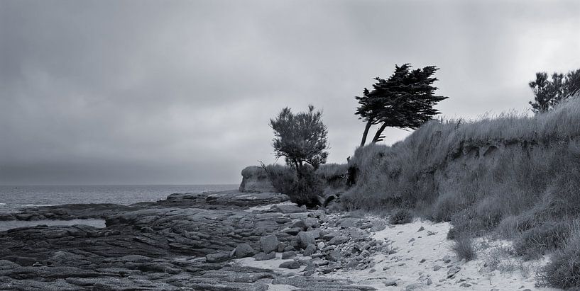 Normandy trees on the beach by . Groningenart