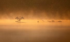 cormorant in the msit