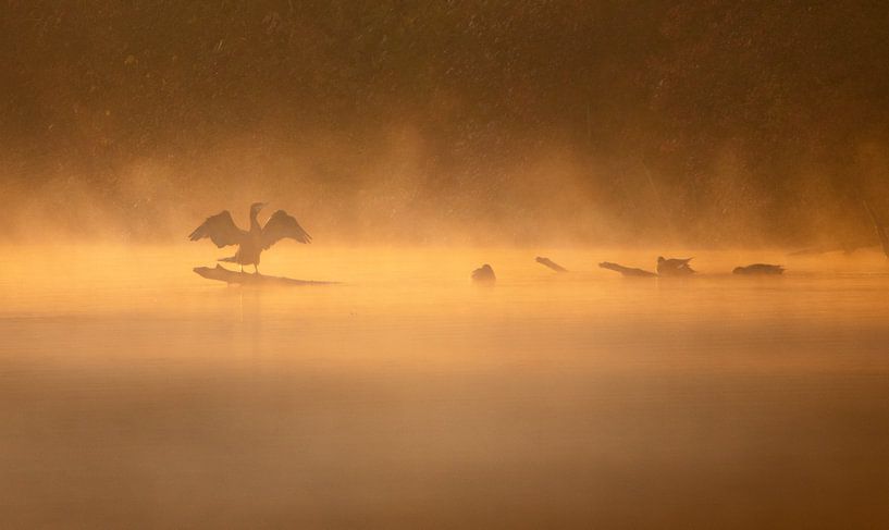 cormorant in the msit by natascha verbij