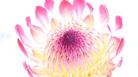 Leuchtende Blütenblätter von Hannelore