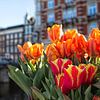 Tulpen in Amsterdam von Dirk Rüter