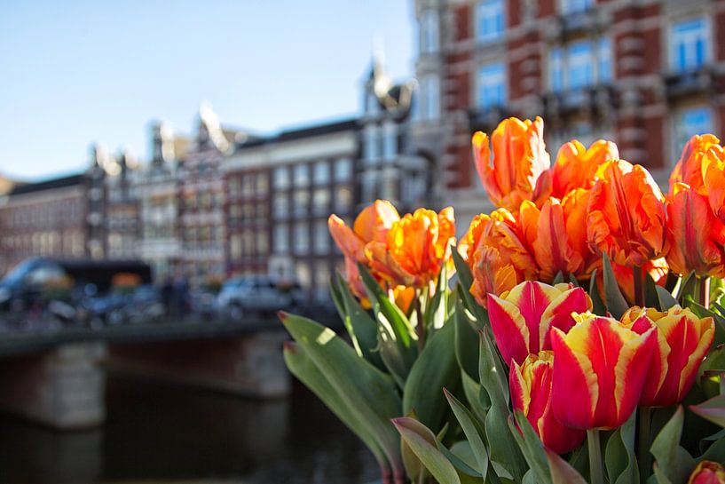 Tulpen in Amsterdam von Dirk Rüter