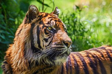 Close-up van een  Sumatraanse tijger van Chihong