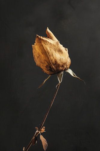 Verwelkte Roos in Monochrome Stilte