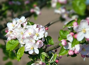 Apfelblüte von Bo Valentino