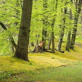 Lente in het bos by Michel van Kooten