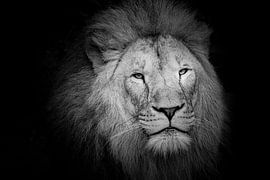 Lion on black by Janine Bekker Photography