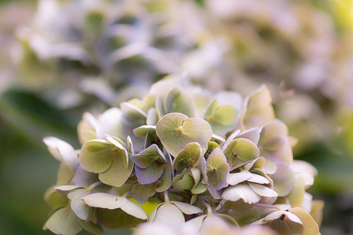 uitgebloeide hortensia