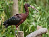 Schwarzer Ibis : Tierpark Blijdorp von Loek Lobel Miniaturansicht