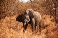 Baby olifant in Sabi Sands Park Zuid-Afrika van Anne Jannes thumbnail