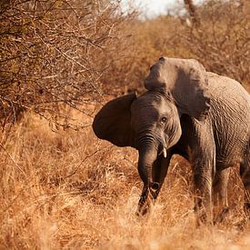 Baby elephant in Sabi Sands Park South Africa by Anne Jannes