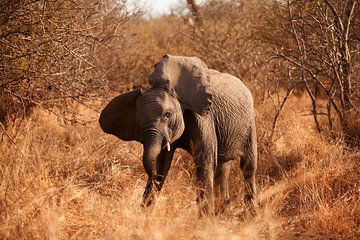 Baby olifant in Sabi Sands Park Zuid-Afrika