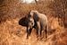 Baby olifant in Sabi Sands Park Zuid-Afrika van Anne Jannes