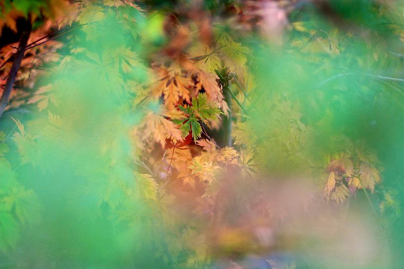 Herbst von Marianna Pobedimova