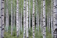 Birch Trees