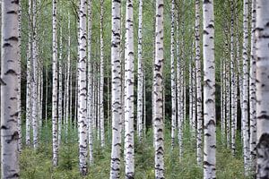 Finnische Birke