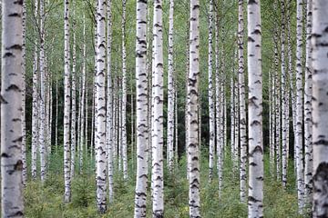 Birch Trees by Rudy De Maeyer