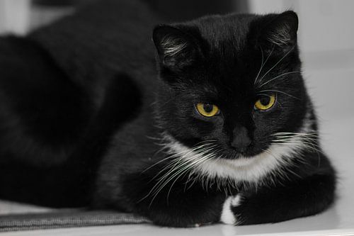 waken over de koffiepot