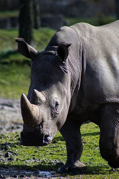 Neushoorn van Quin van Saane