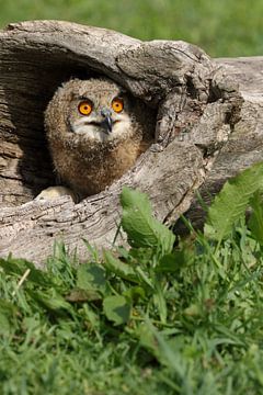 Europese Oehoe (Bubo bubo) van Ronald Pol