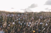 Bloemenveld in de Zomer | foto fine-art print | Rømø Denemarken van Elise van Gils thumbnail