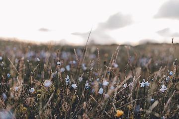 Bloemenveld in de Zomer | foto fine-art print | Rømø Denemarken van Elise van Gils