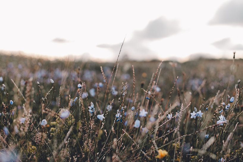 Bloemenveld in de Zomer | foto fine-art print | Rømø Denemarken van Elise van Gils