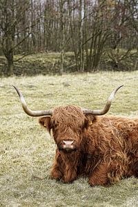 Schottischer Highlander im Naturschutzgebiet Egmond aan Zee
