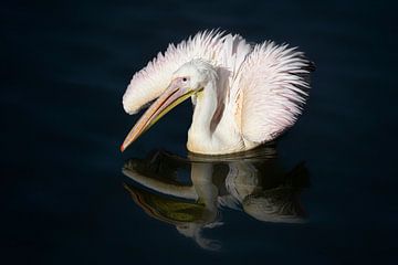 De eenzame pelikaan