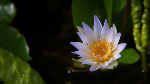 Dwarf water lily