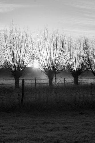 Mist en wilgen