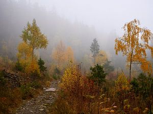 Mystiek sfeertje in het bos in Noorwegen