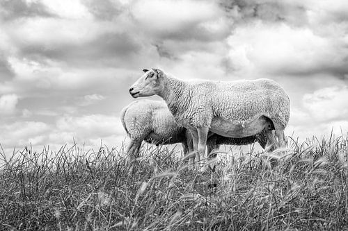 Sheep against a typical Dutch cloud sky. Picture is taken in Friesland. Wout Kok One2expose
