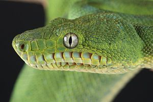 Boa vert à tête de chien (Corallus caninus)