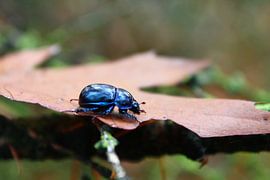 Beetle by giorgi Kotchlamazashvili