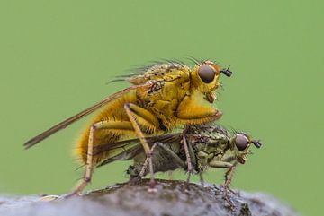 Drekvlieg by Barry Hagenbeek