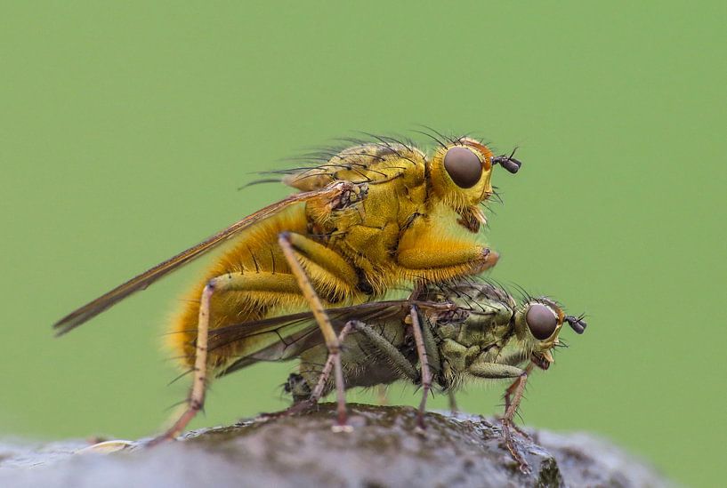 Drekvlieg par Barry Hagenbeek