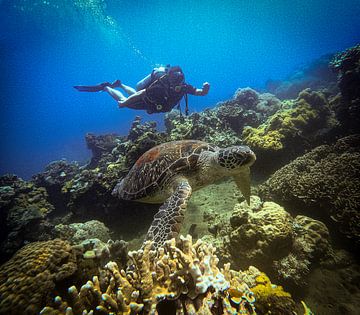 Zeeschildpad duiken @ Apo eiland, The Philippines van Travel Tips and Stories