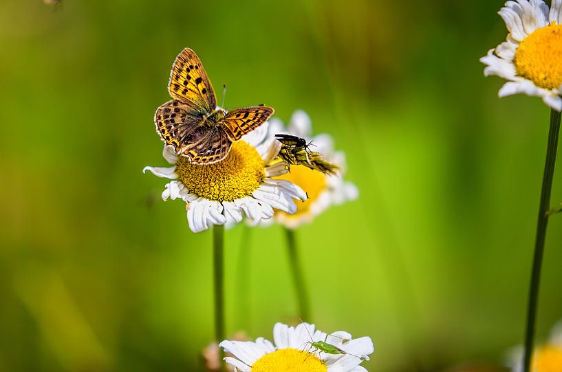 Sommerzeit von Bart Verbrugge