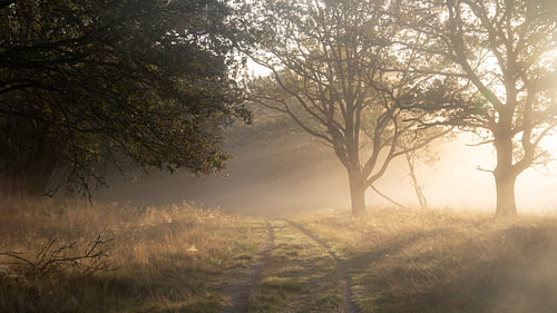 Ein schöner Weg im Morgentau