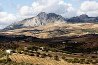 Spain Landscape with mountains and olive trees