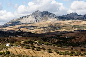 Espagne Paysage de montagnes et d'oliviers