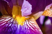 Feuerwerk der natürlichen Farben - Iris, Heike Jess von 1x Miniaturansicht