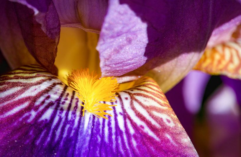 Firework of natural colours - Iris, Heike Jess by 1x
