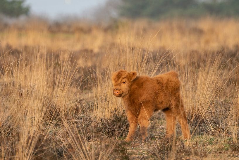 Scottish Highlander calf by Albert Beukhof