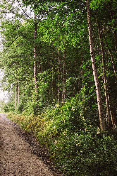 Forest in Morning Light by Patrycja Polechonska